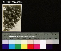 藏品(日治臺灣果物龍眼照片)的圖片